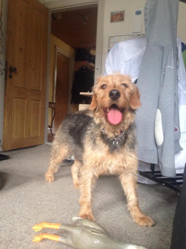 Blanding af racer Hilda billede 22