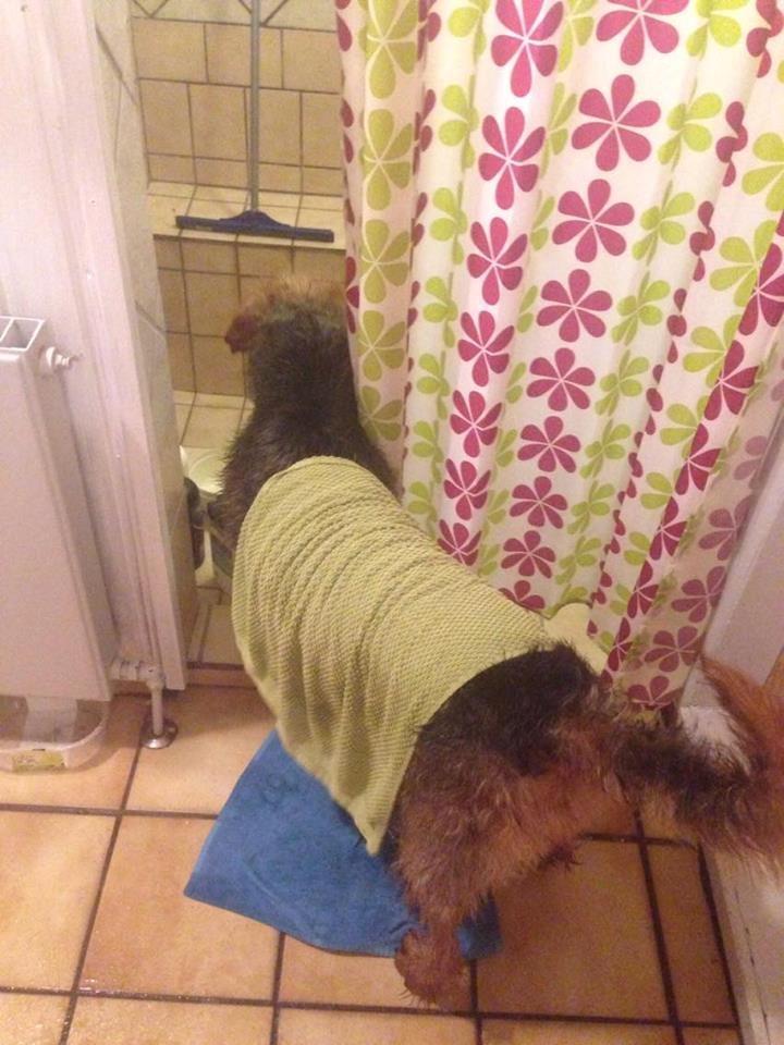 Blanding af racer Hilda billede 10