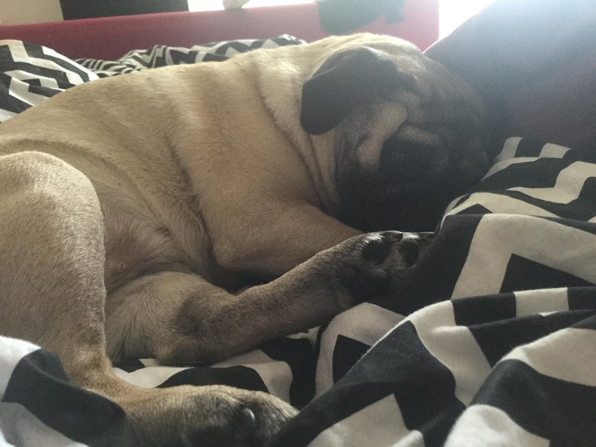 Mops Celina billede 14