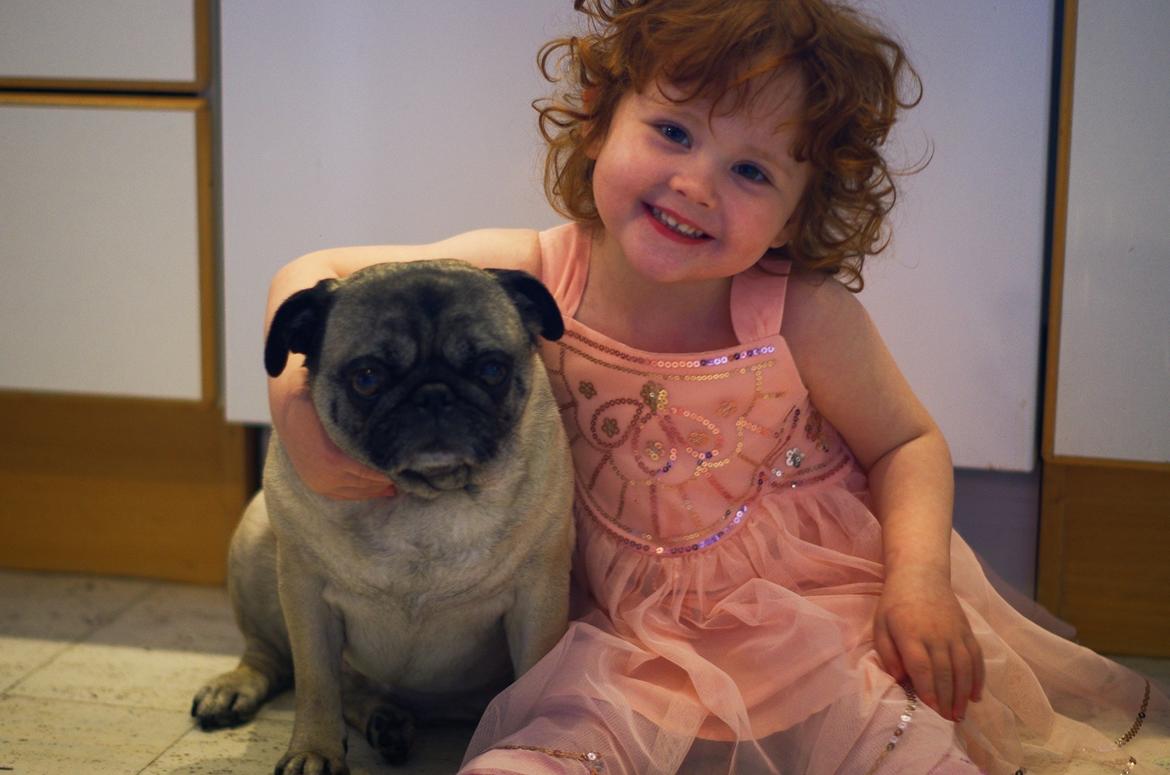 Mops Celina billede 16