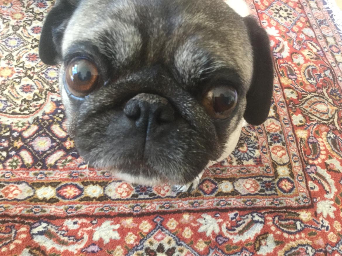 Mops Celina billede 17