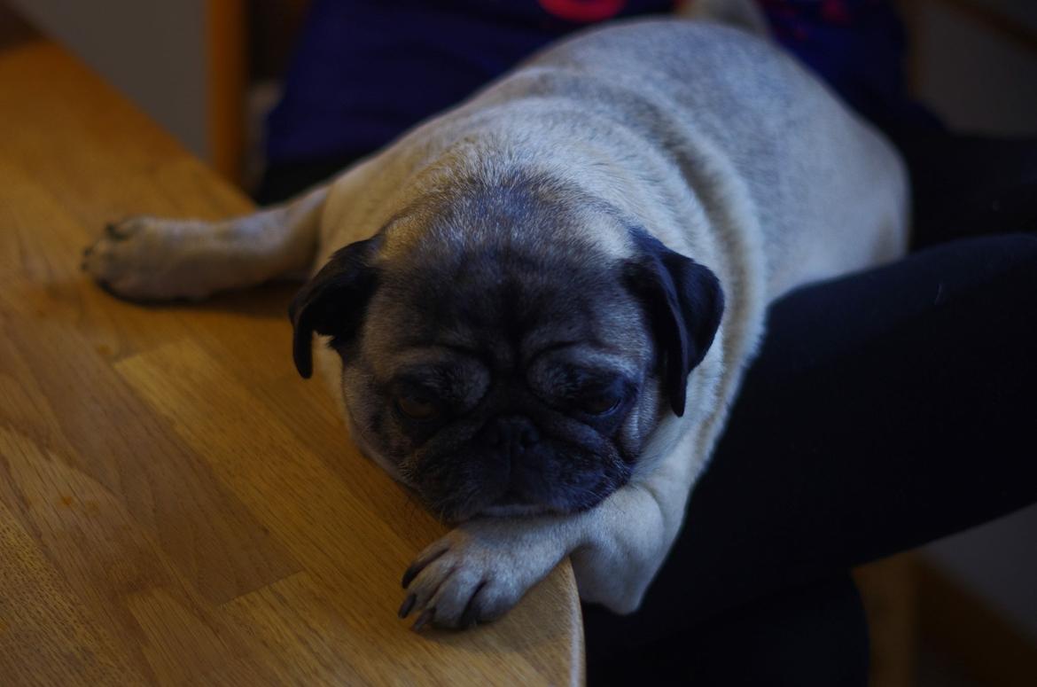 Mops Celina billede 15