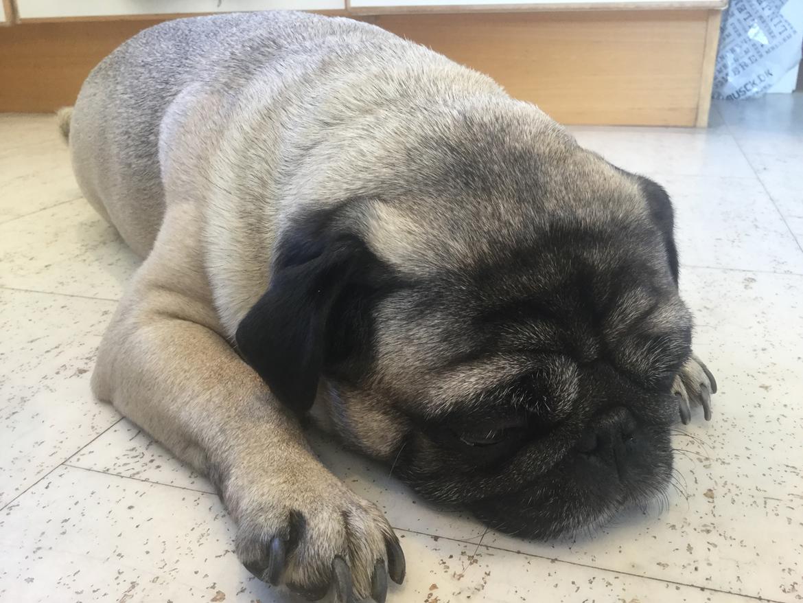 Mops Celina billede 20