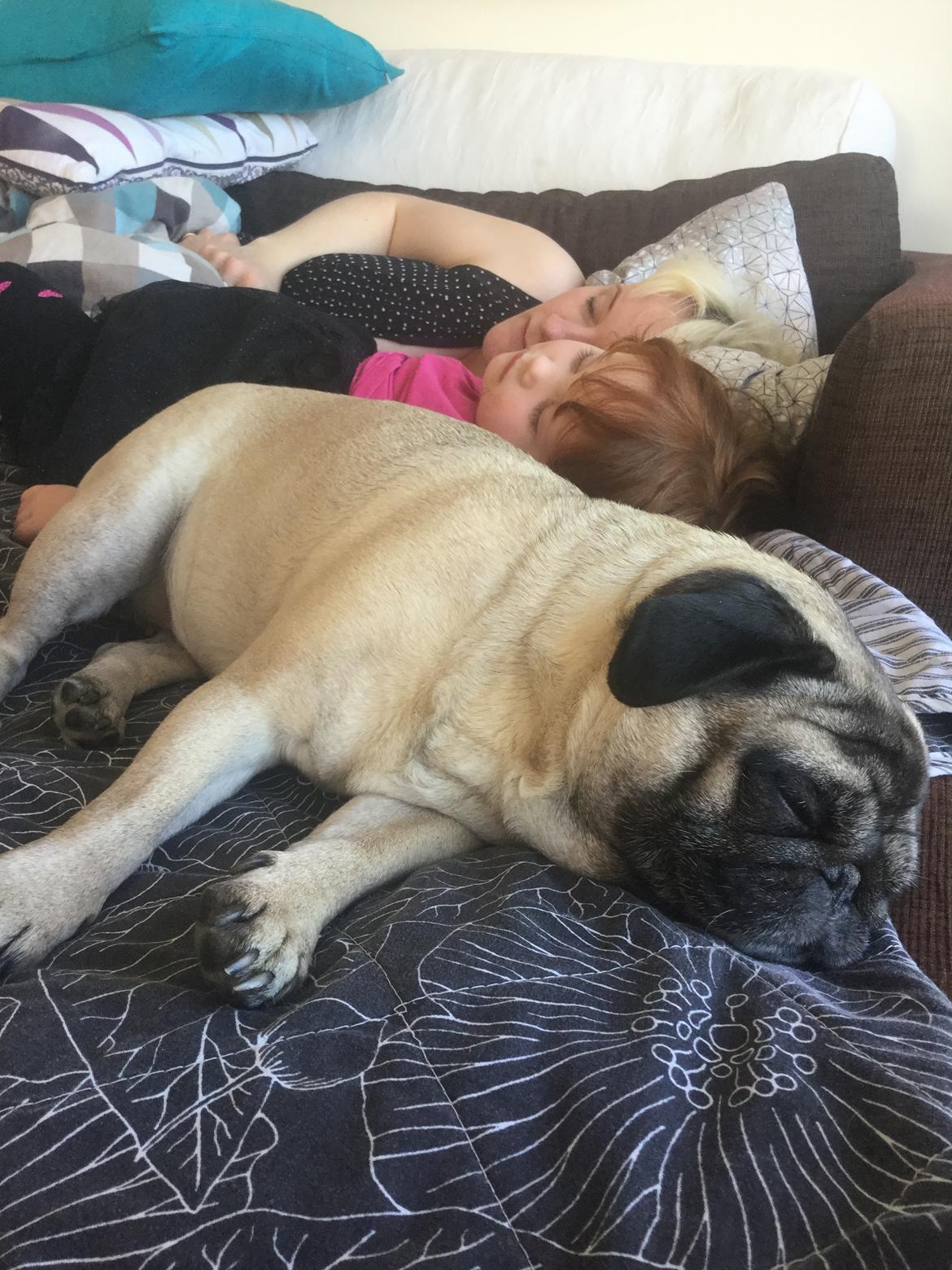 Mops Celina billede 21