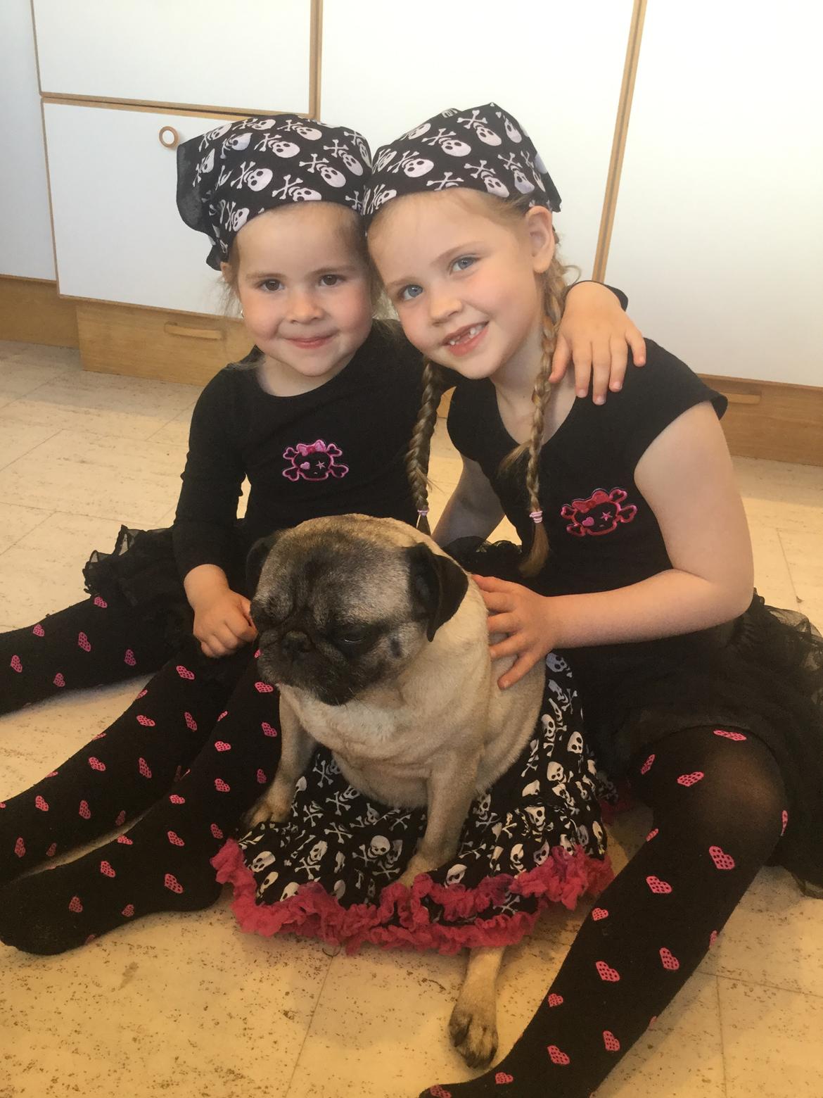 Mops Celina billede 19