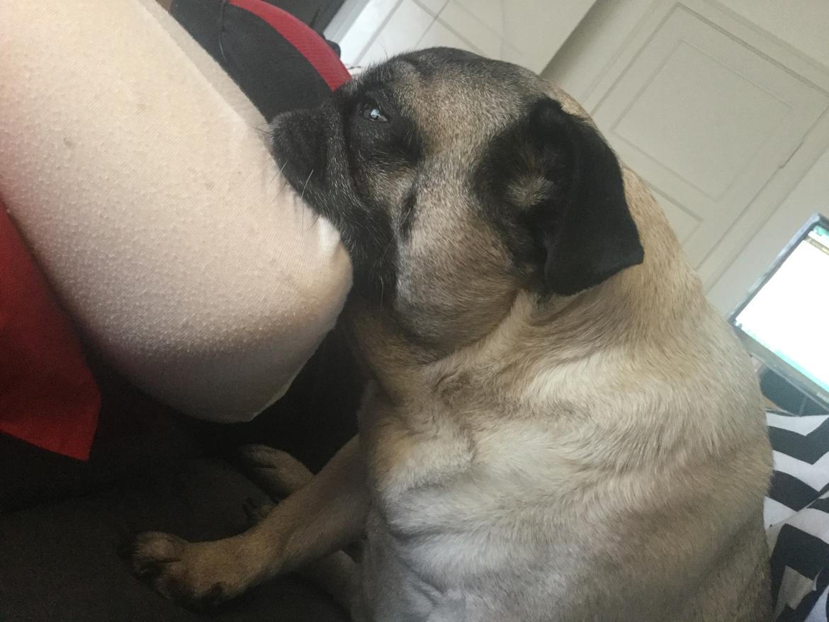 Mops Celina billede 23