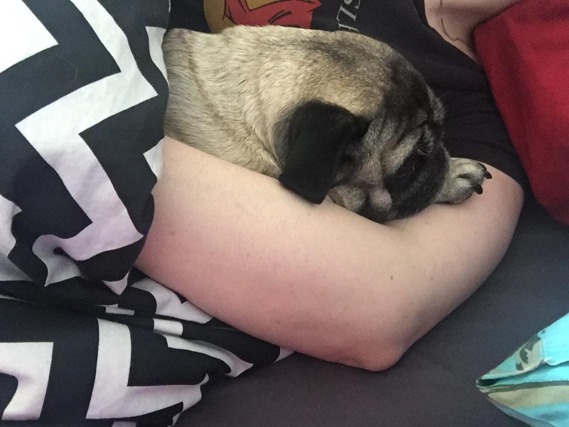 Mops Celina billede 22