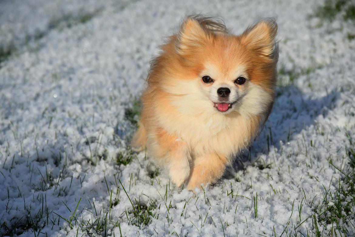 Chihuahua Caspar aka Rangeren billede 1