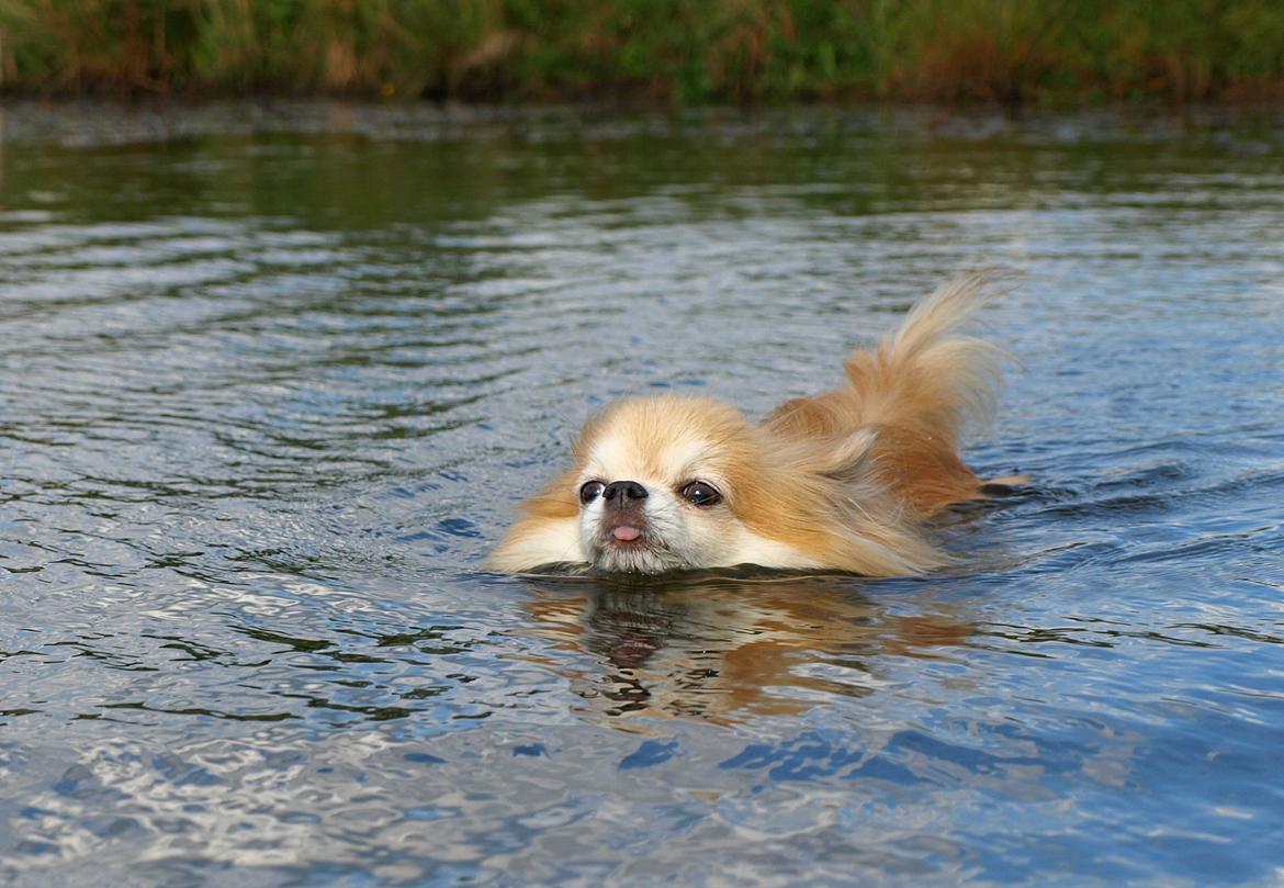 Chihuahua Caspar aka Rangeren billede 7