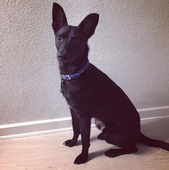 Blanding af racer Elvis billede 2