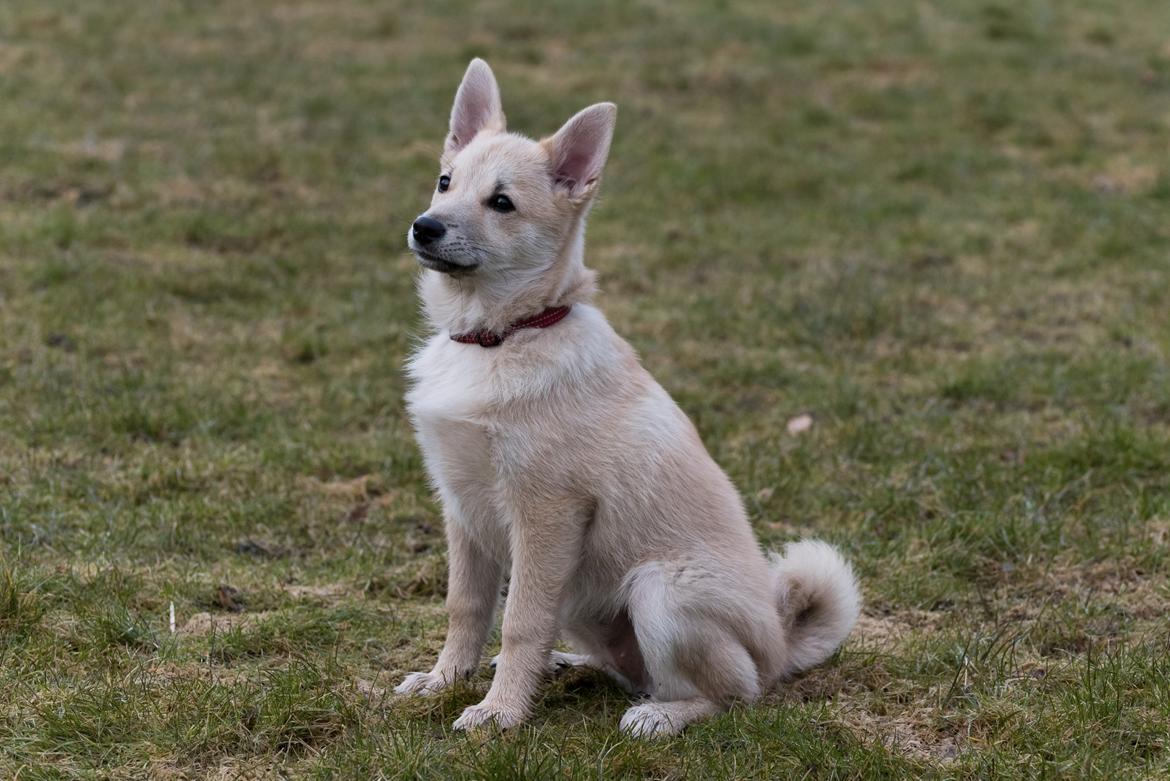 Norsk buhund Ninja billede 3