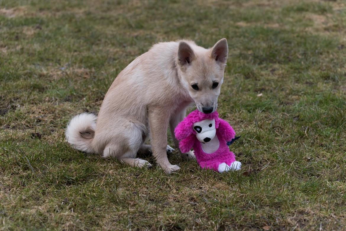 Norsk buhund Ninja billede 4