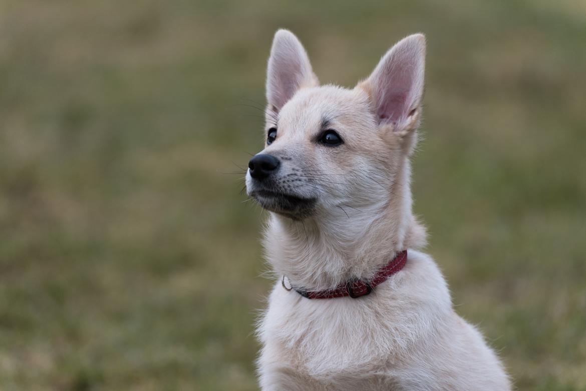 Norsk buhund Ninja billede 1