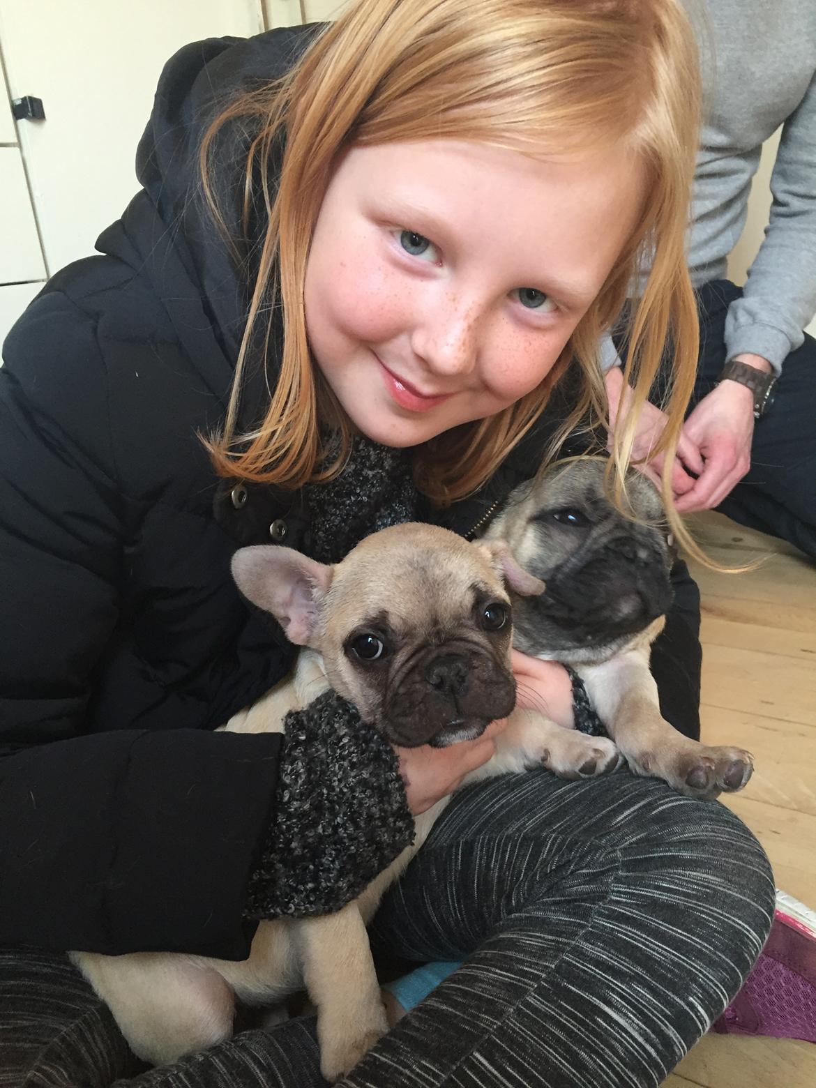 Fransk bulldog Chester billede 3