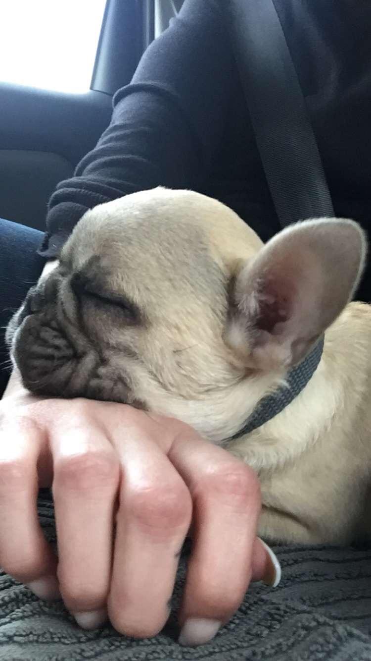 Fransk bulldog Chester billede 6