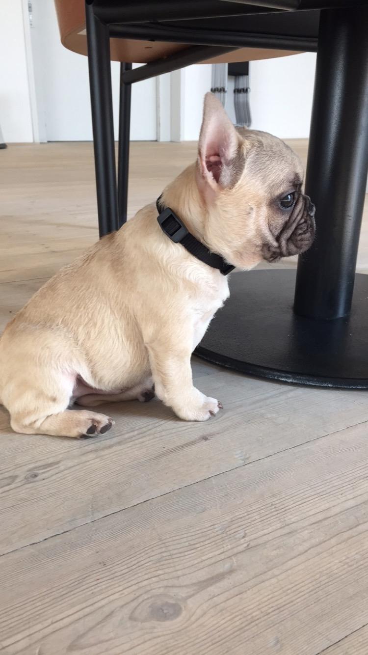 Fransk bulldog Chester billede 1