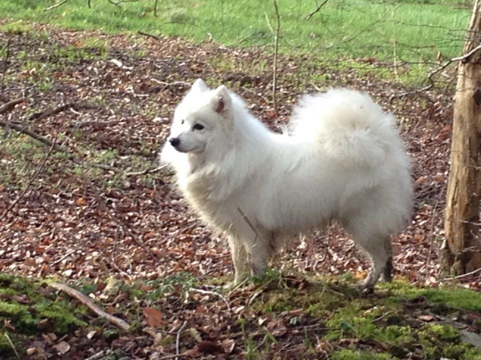 Japansk spids Inu Chibi's Force of Tropic Phi Phi billede 2