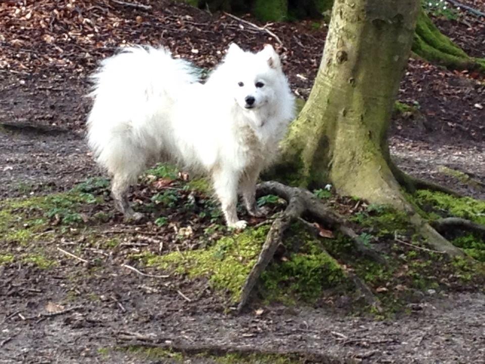 Japansk spids Inu Chibi's Force of Tropic Phi Phi billede 1