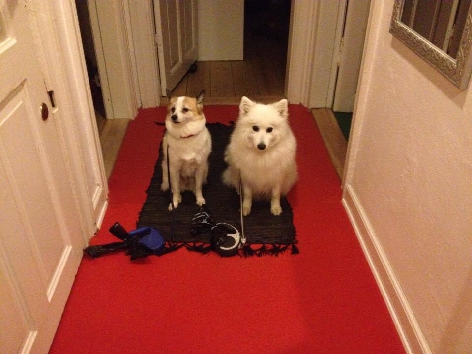 Japansk spids Inu Chibi's Force of Tropic Phi Phi billede 3