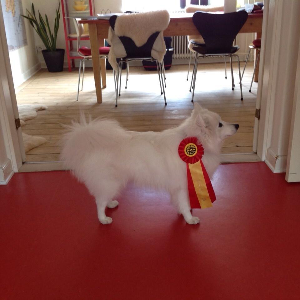 Japansk spids Inu Chibi's Force of Tropic Phi Phi billede 4