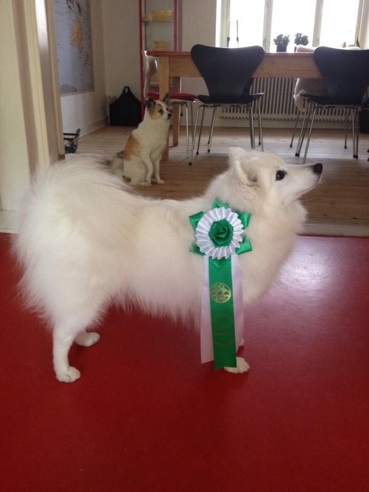 Japansk spids Inu Chibi's Force of Tropic Phi Phi billede 5