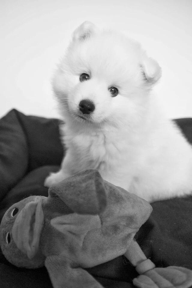 Japansk spids Inu Chibi's Force of Tropic Phi Phi billede 6