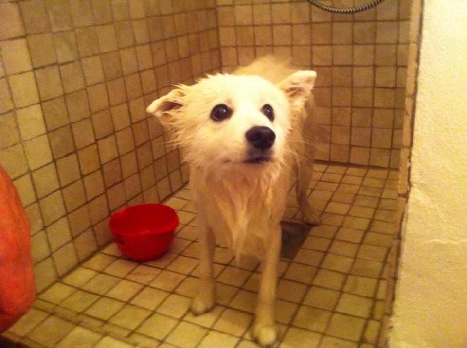 Japansk spids Inu Chibi's Force of Tropic Phi Phi billede 7