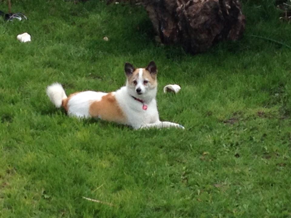 Norrbottenspids Laika (Spidsbjørnens Ea) billede 6