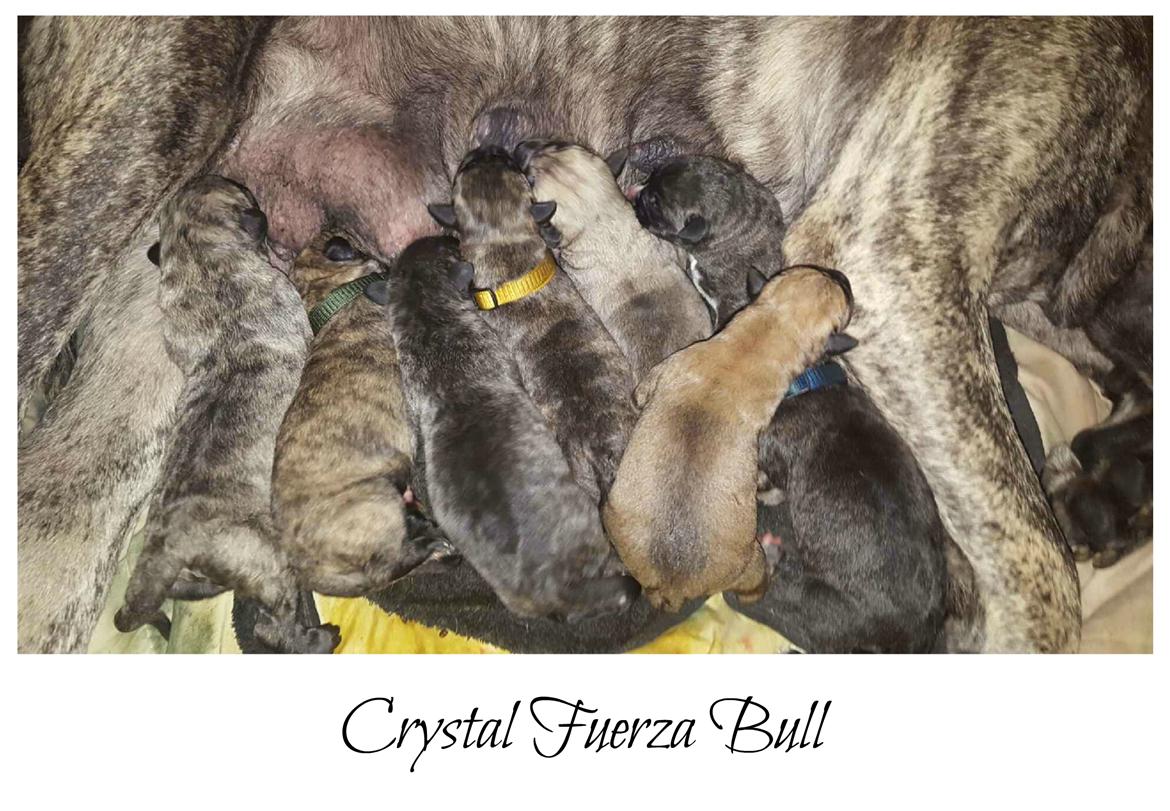 Perro de Presa Canario Crystal Fuerza Bull (Mina) - Hele kuldet billede 50