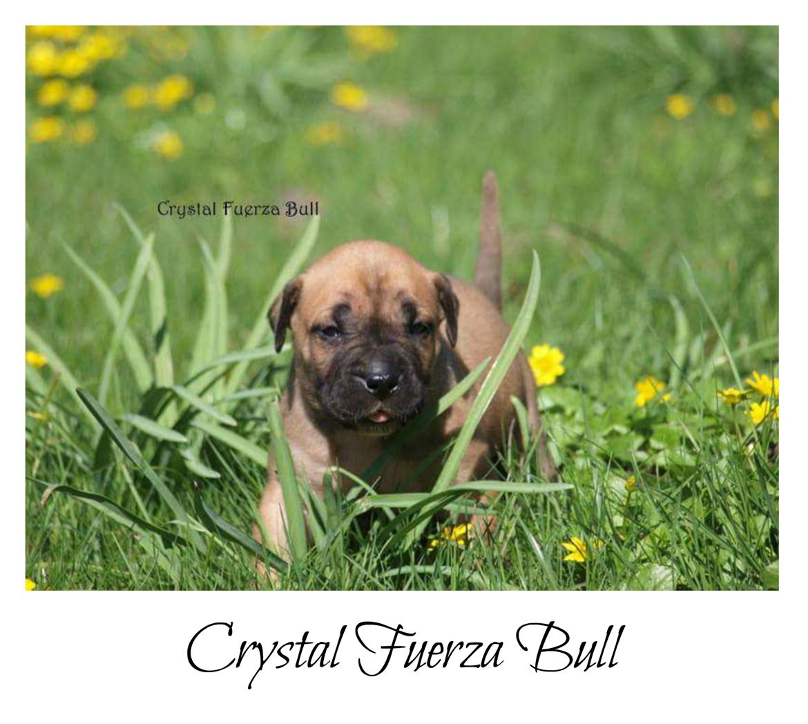 Perro de Presa Canario Crystal Fuerza Bull (Mina) - Dag 28 billede 49