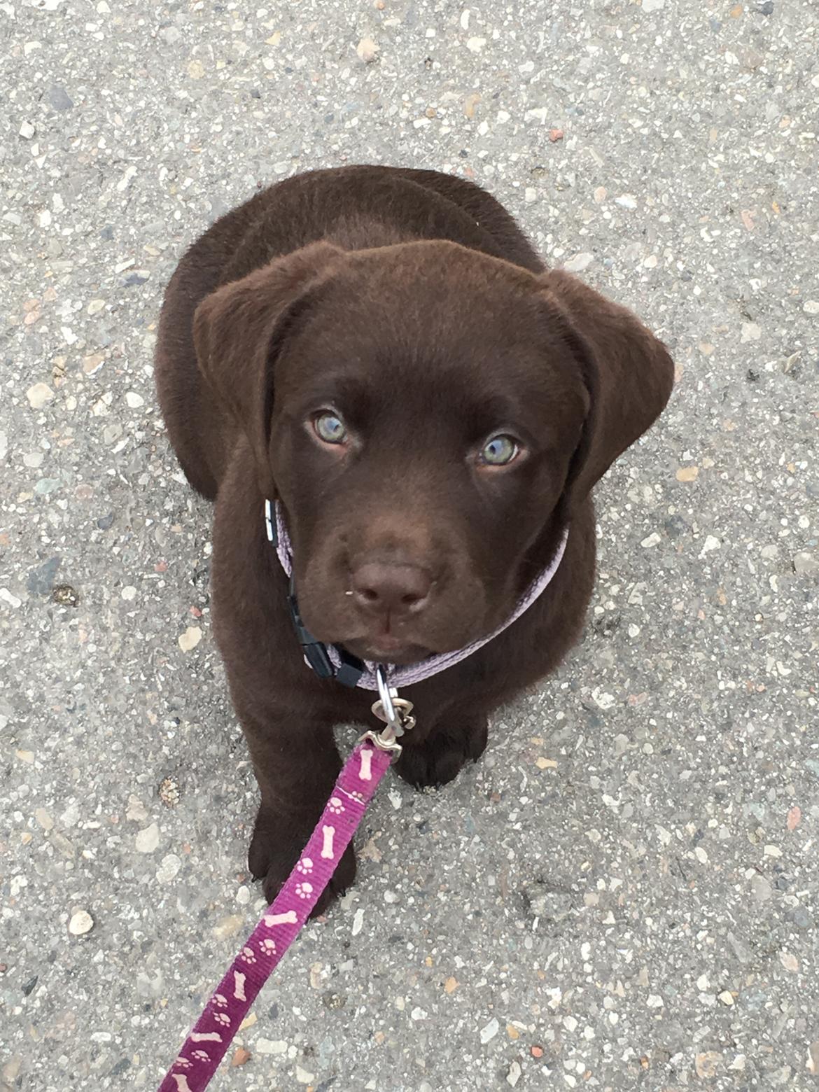 Labrador retriever Emma billede 1