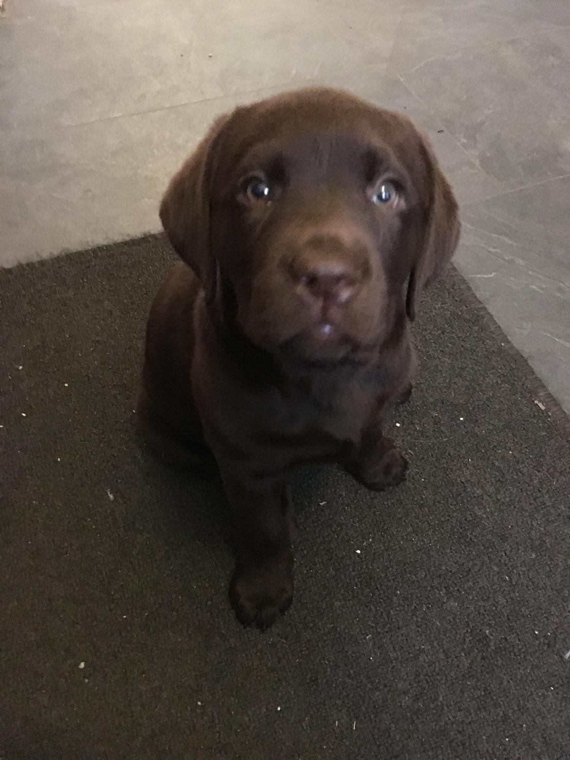 Labrador retriever Emma billede 4