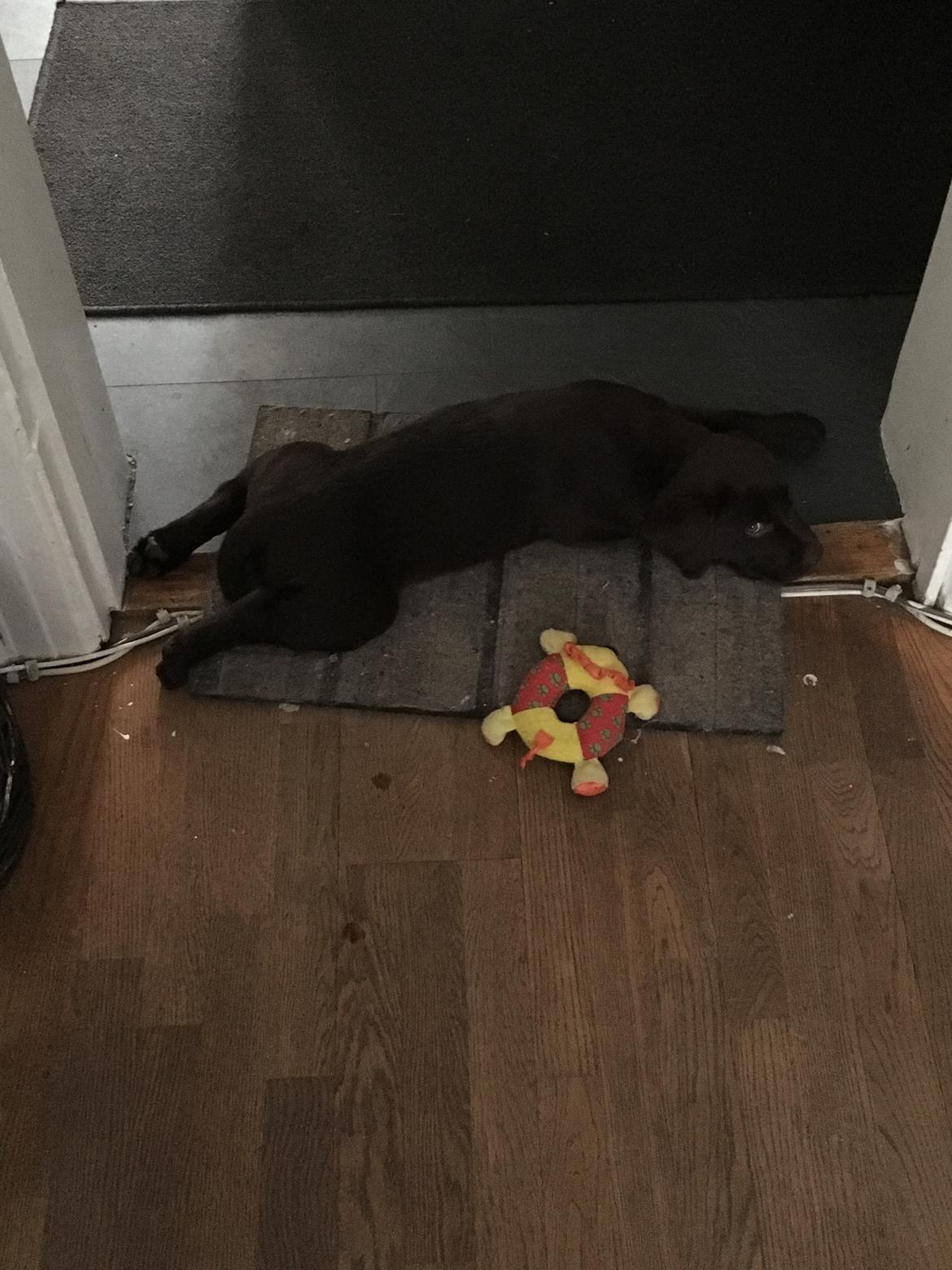 Labrador retriever Emma billede 5