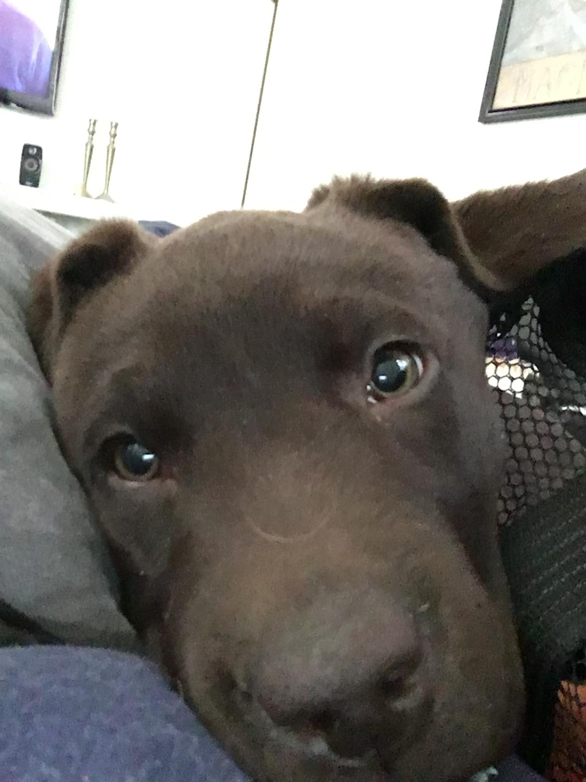 Labrador retriever Emma billede 6