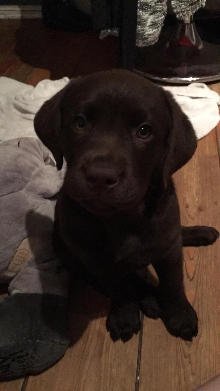 Labrador retriever Emma billede 7