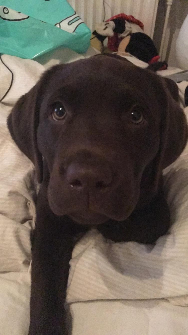 Labrador retriever Emma billede 9
