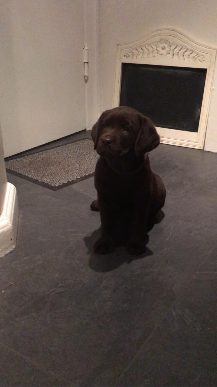 Labrador retriever Emma billede 11