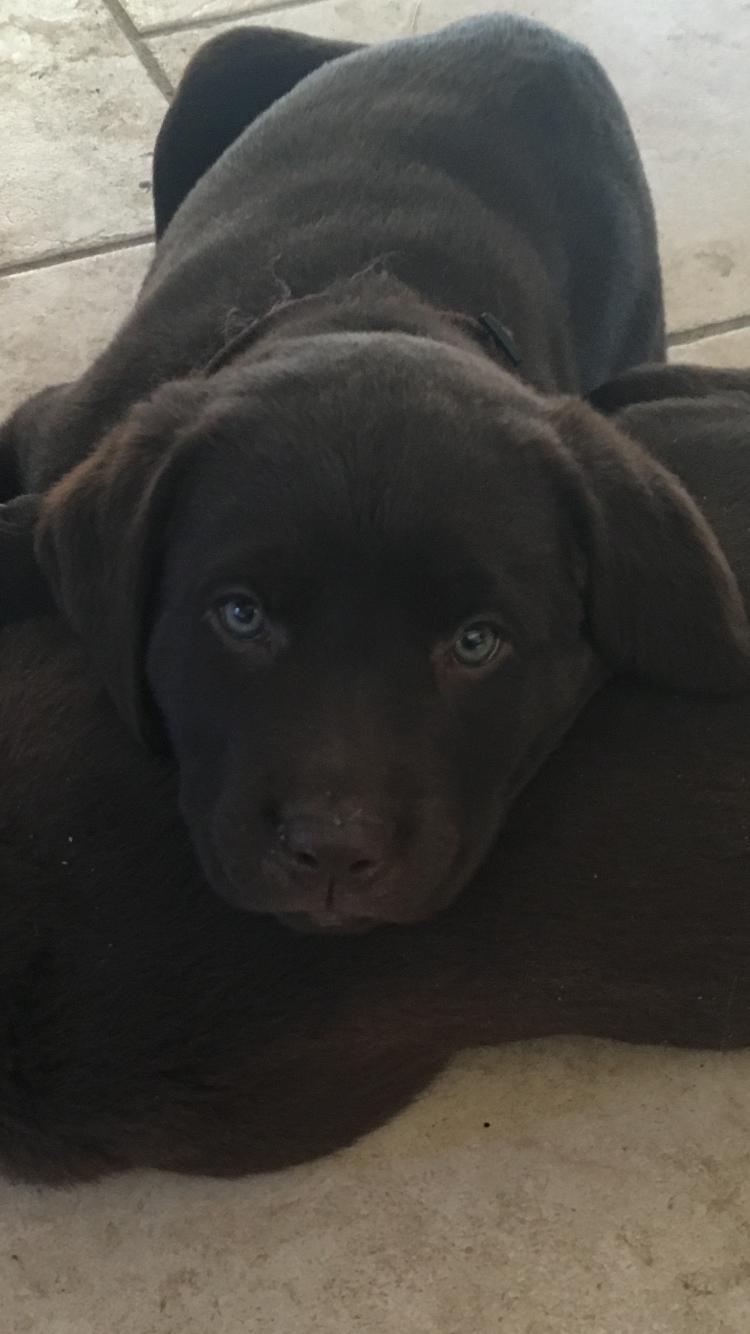 Labrador retriever Emma billede 12