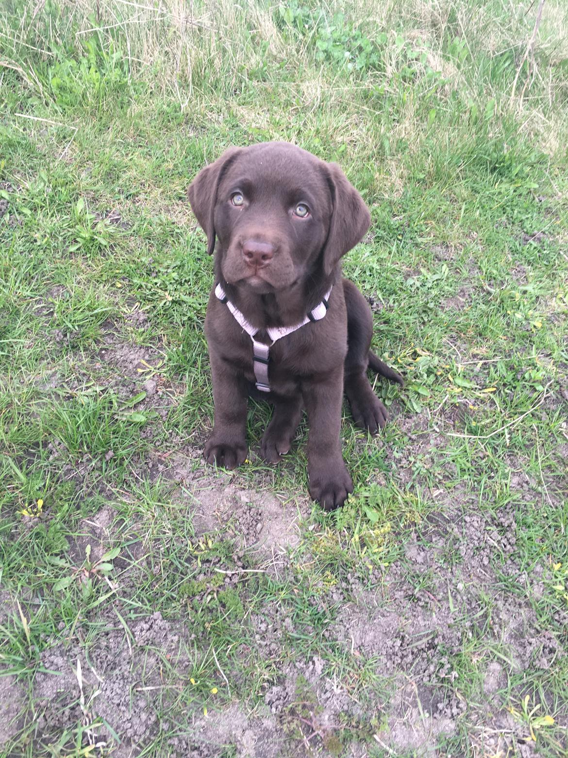 Labrador retriever Emma billede 13