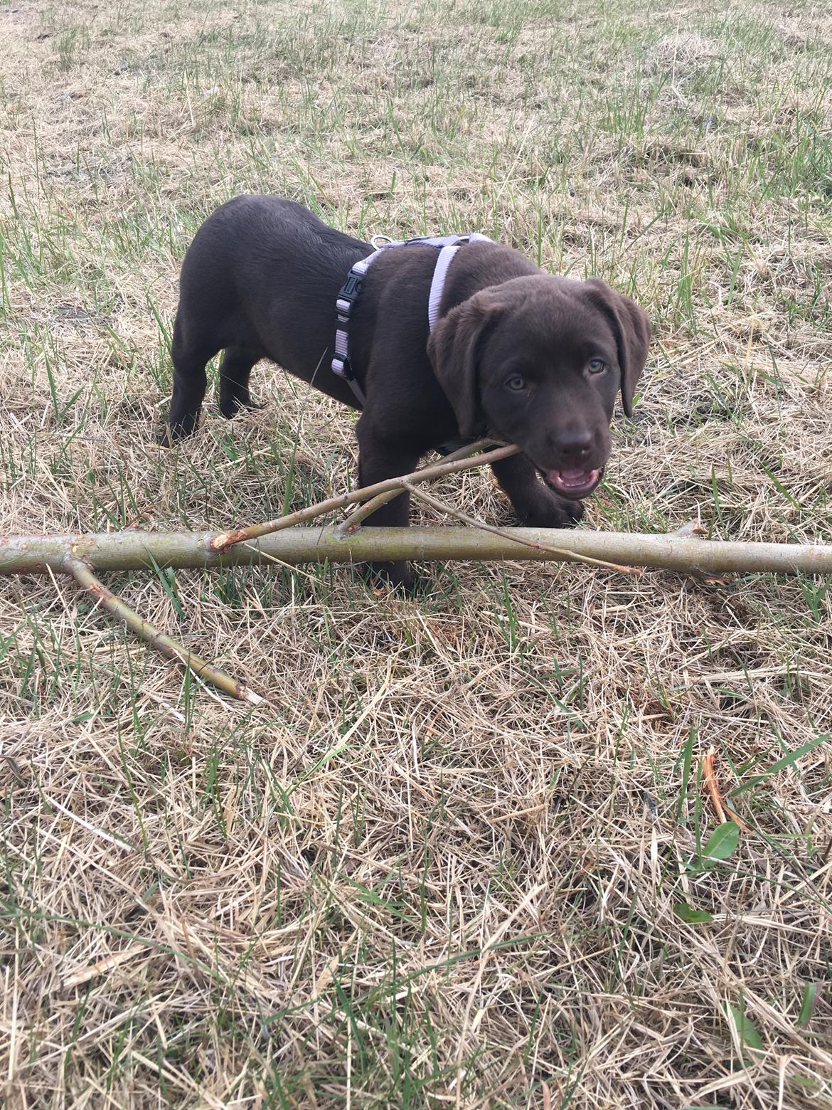 Labrador retriever Emma billede 14
