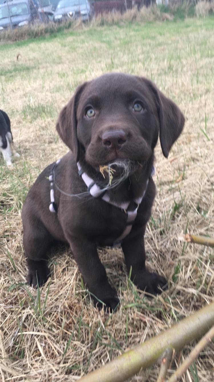 Labrador retriever Emma billede 15