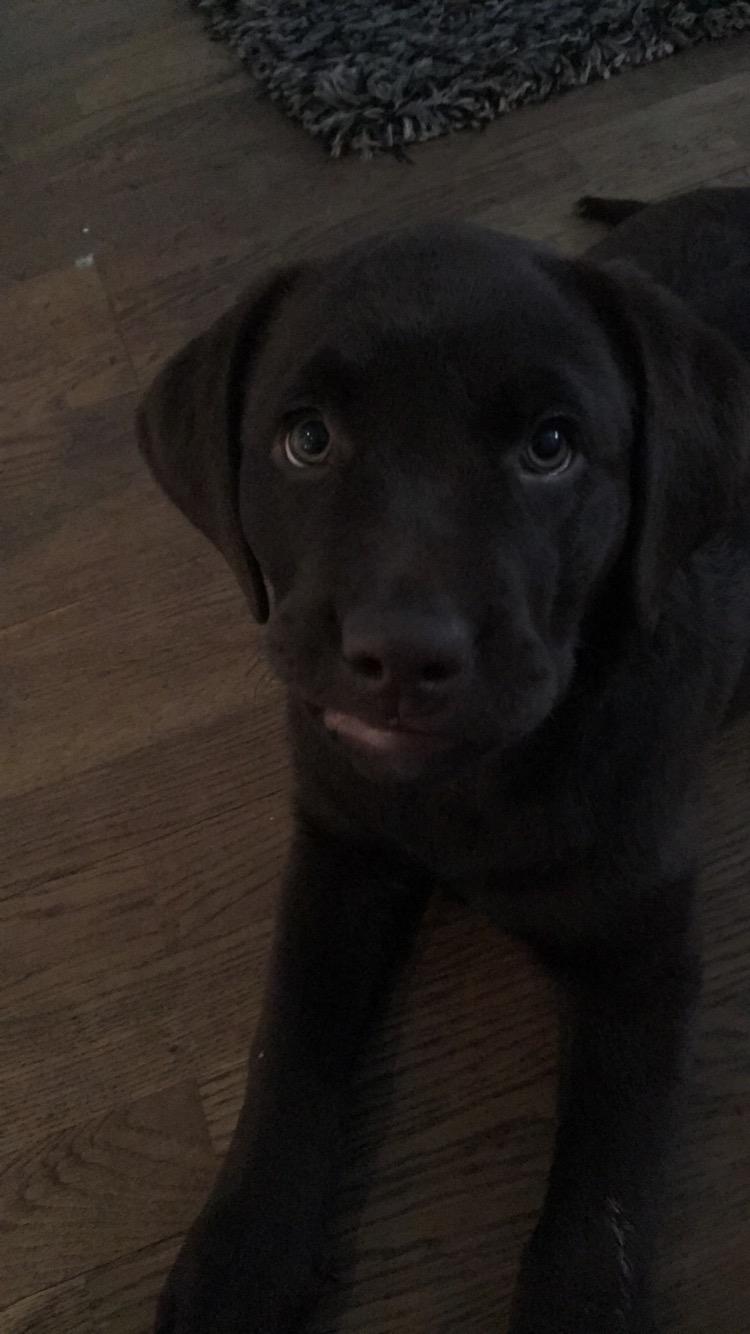 Labrador retriever Emma billede 16