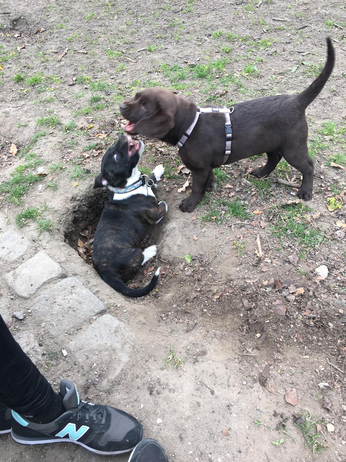 Labrador retriever Emma billede 17