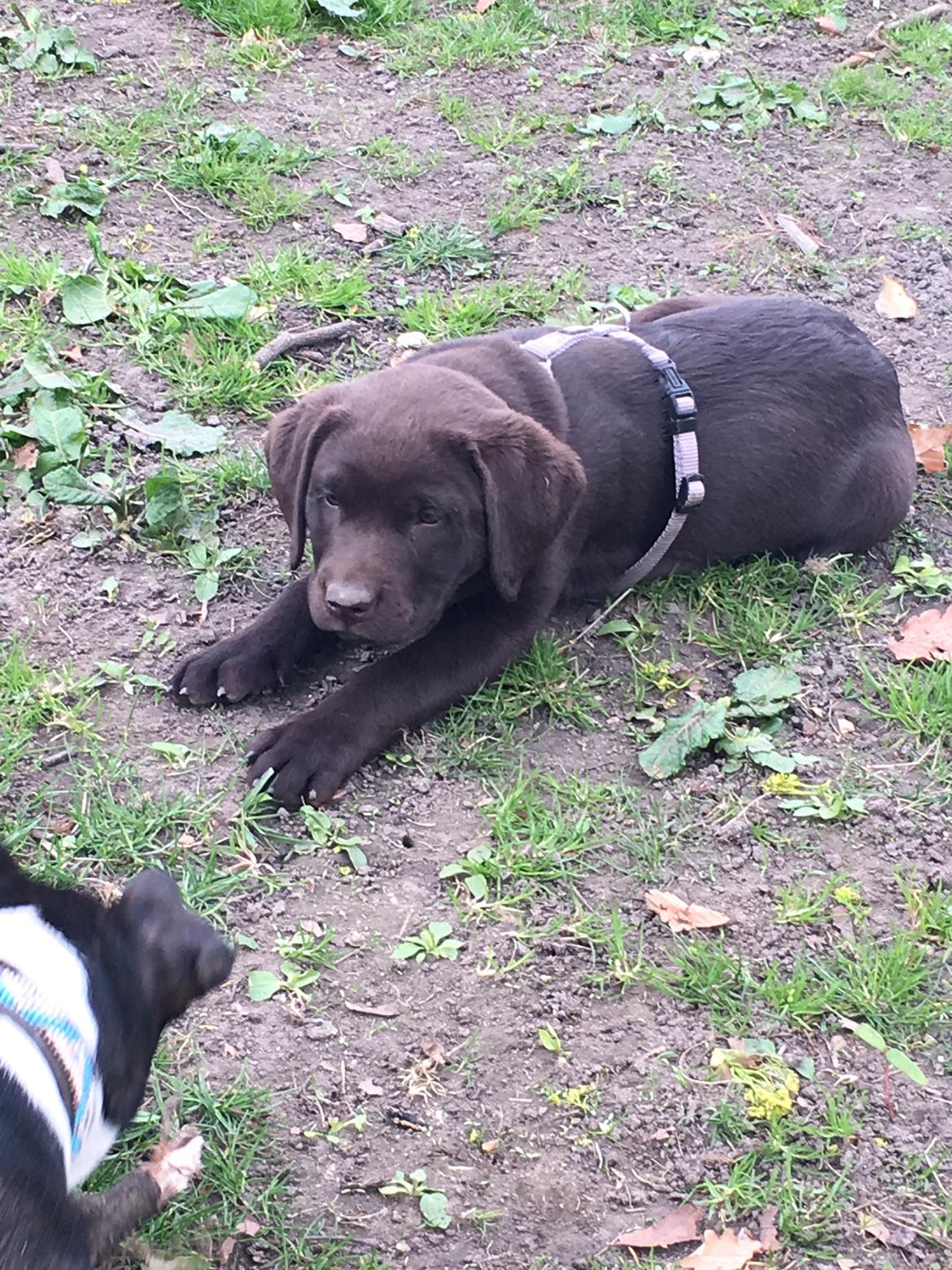 Labrador retriever Emma billede 18