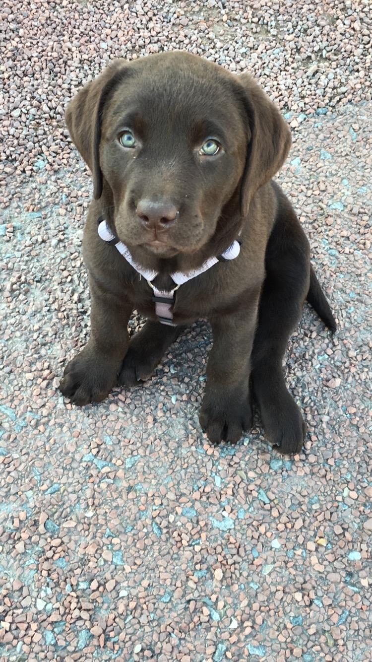 Labrador retriever Emma billede 2