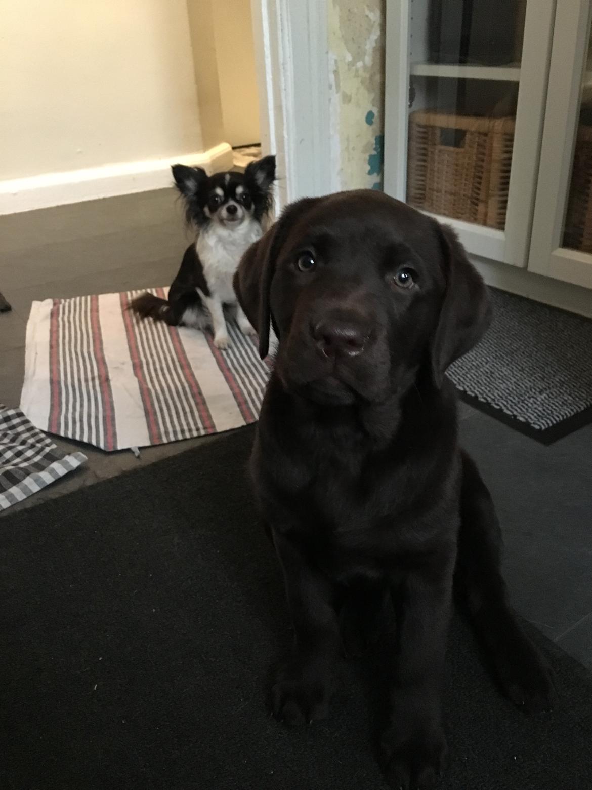 Labrador retriever Emma billede 19