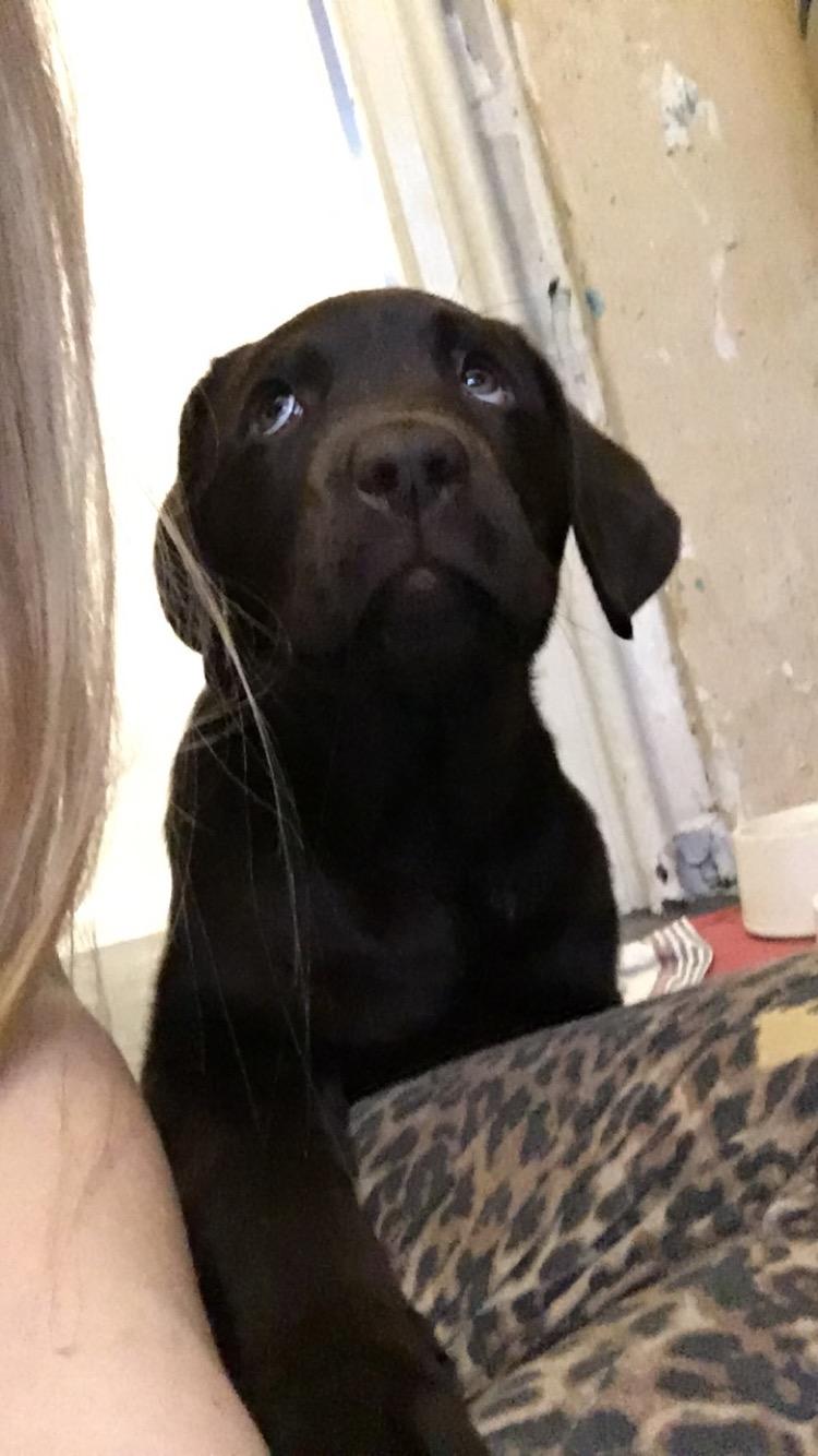 Labrador retriever Emma billede 20