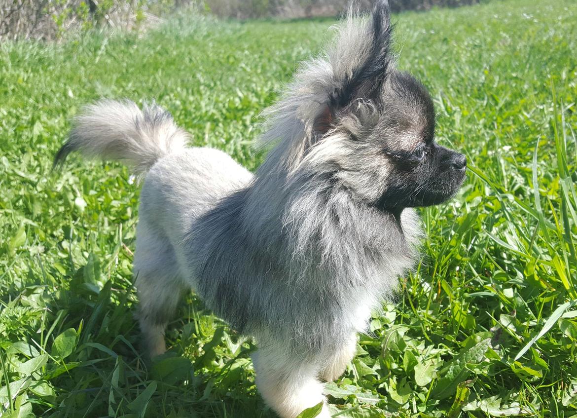 Blanding af racer Bacon billede 14