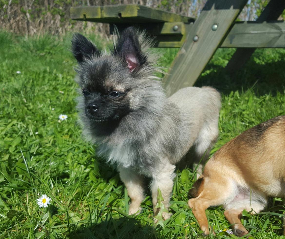 Blanding af racer Bacon billede 13