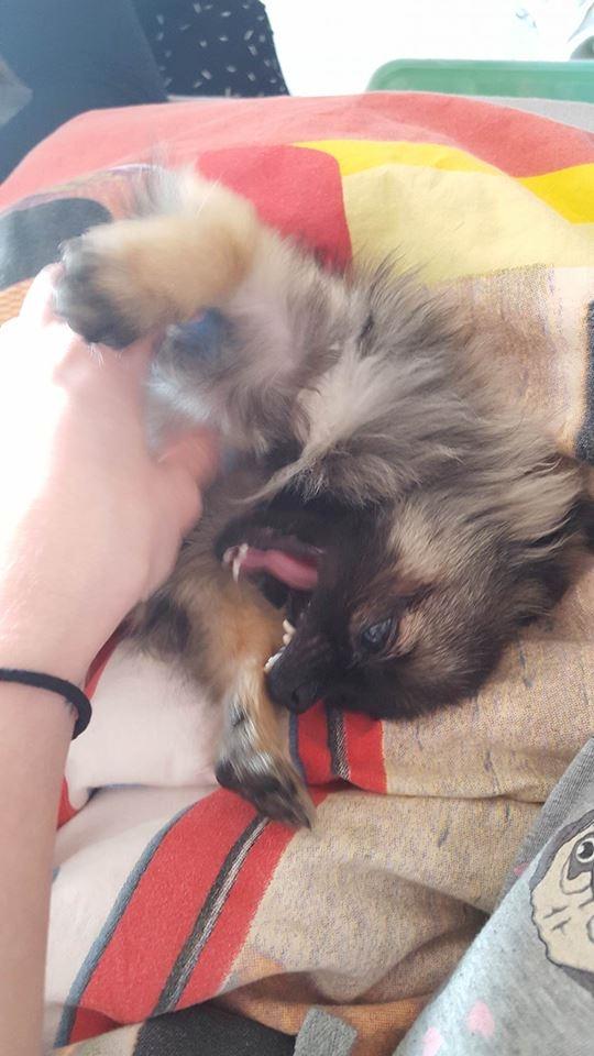 Blanding af racer Bacon billede 15